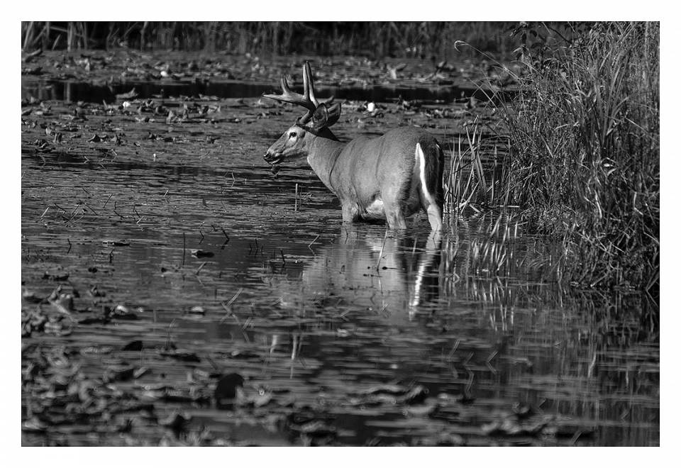 white-tailed buck 2 bw.jpg